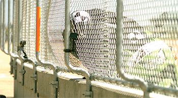 Actual trajectory and interaction between the motorcycle rider and the net system during a crash test.